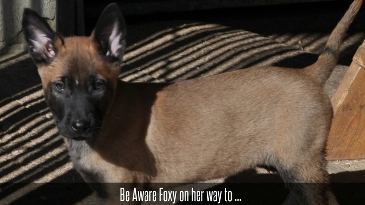 Be Aware Foxy on her way to Bosnia Herzegowina