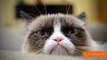 Grumpy Cat Makes a Holiday Music Video with Friends