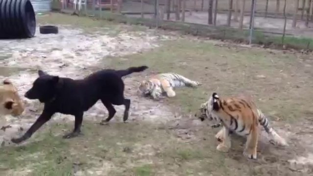 Chien joue avec des lions et tigres