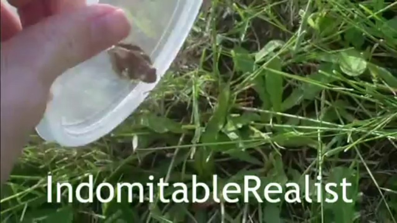 Is It a Good Idea to Microwave a Frog?