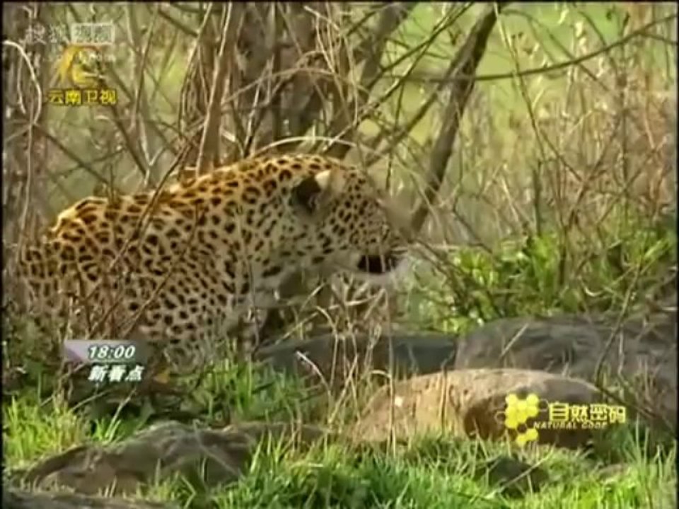 大猫的雨季
