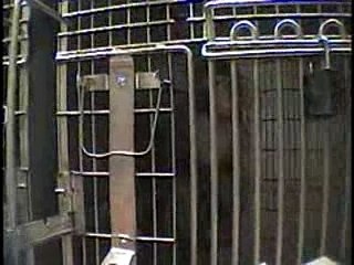 Columbia Primates