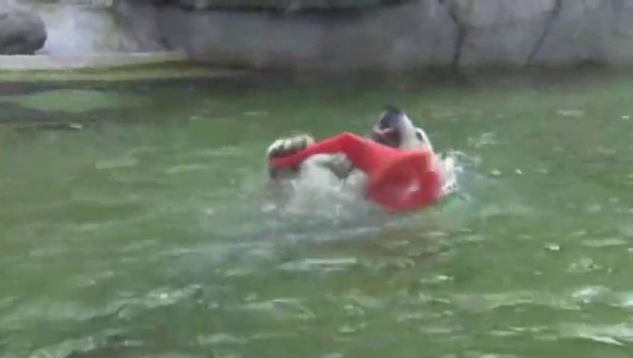 2 baby Polar Bear in the same time :  Twins Born at Munich Zoo