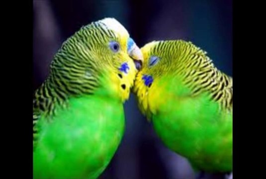 Bülent ERSOY - KANUN TAKSÎMİ & BEKLERİM HER GÜN BU SAHİLLERDE