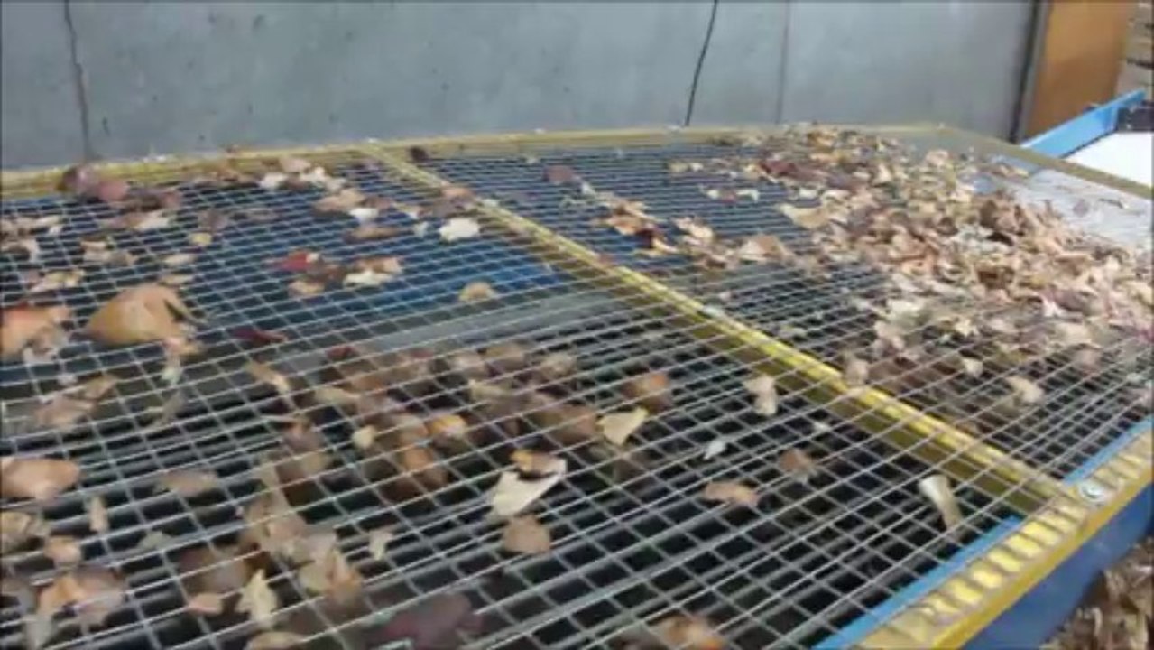 Equeteuse à oignons