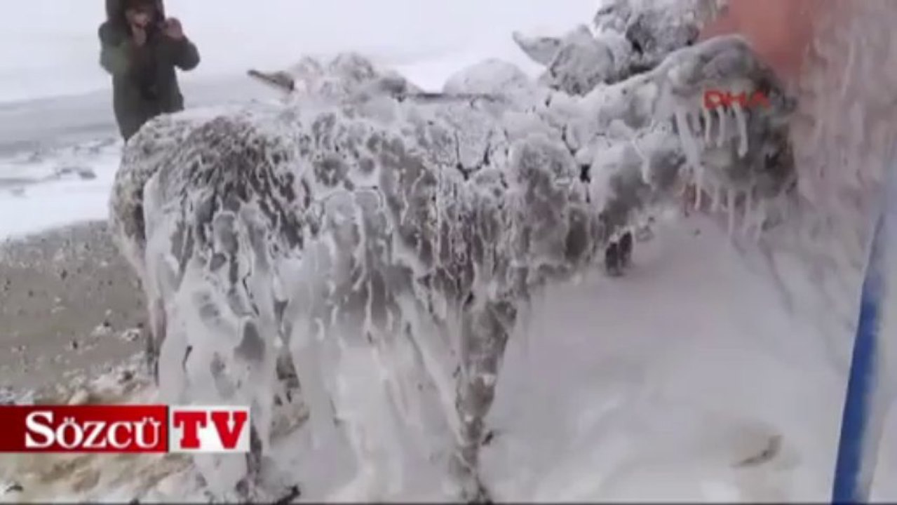 Siverek'te eşekler buz tuttu