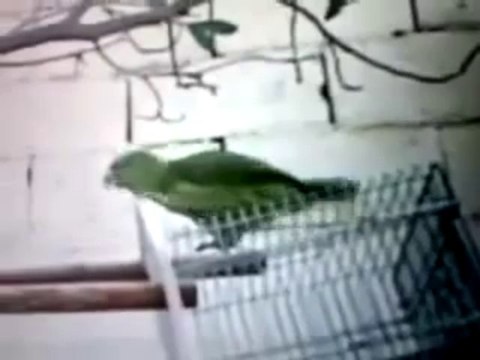 Müslüman Papağan ihlas suresini Okuyor ve dahası