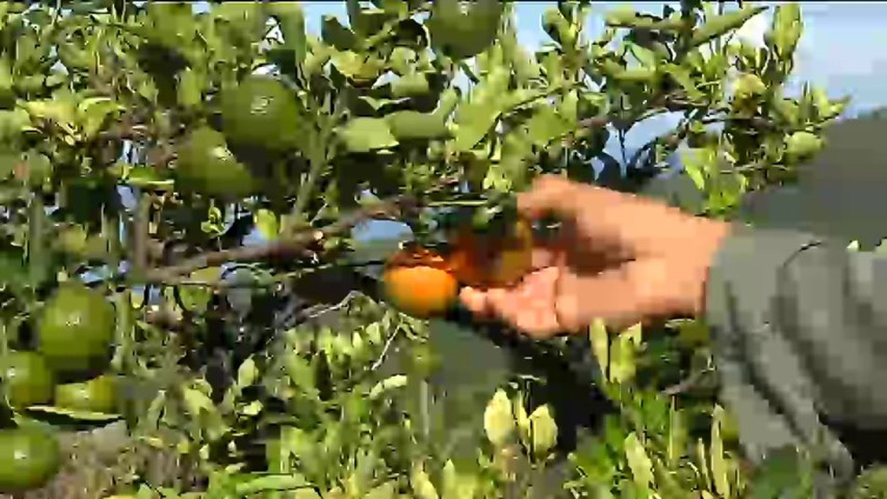 citrus greening