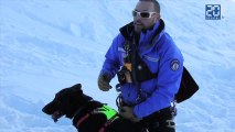 Falco, chien de sauvetage en avalanche