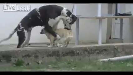 Female Great Dane is a smooth love machine with midget dog
