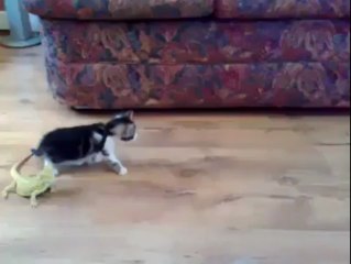 Cat and Lizard in Battle (www.raitv.tk)بلی اور چھپکلی کی لڑای ۔۔ مزیدار ویڈیو کے لیے کلک کریں ۔
