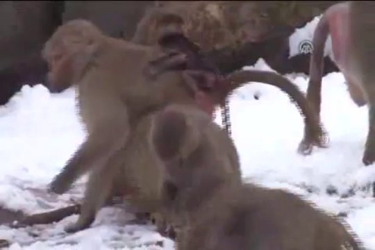 Kar Çiçeği dünyaya geldi