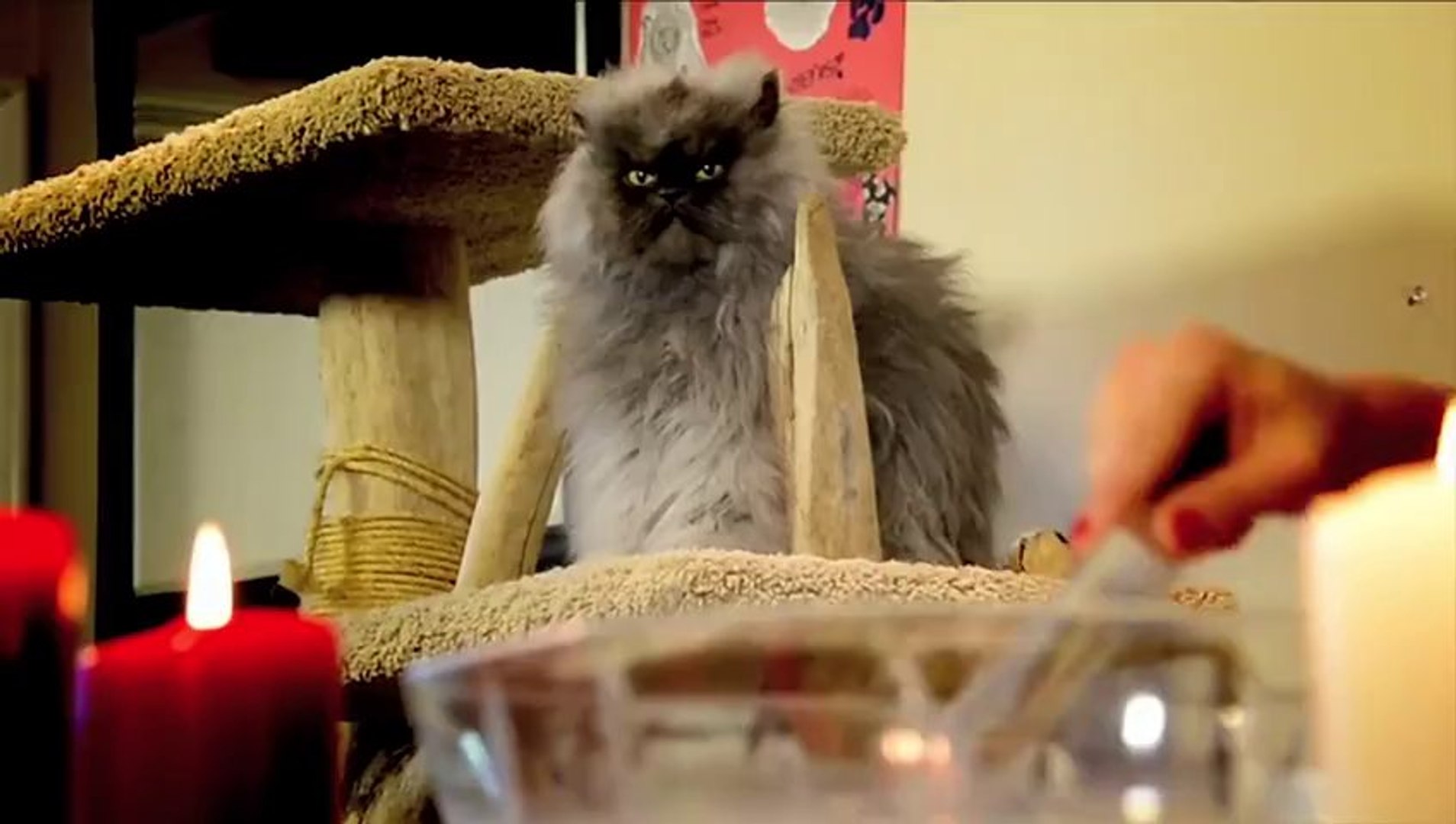 Chant De Noel Des Chats Pub Friskies Trop Marrante Video Dailymotion