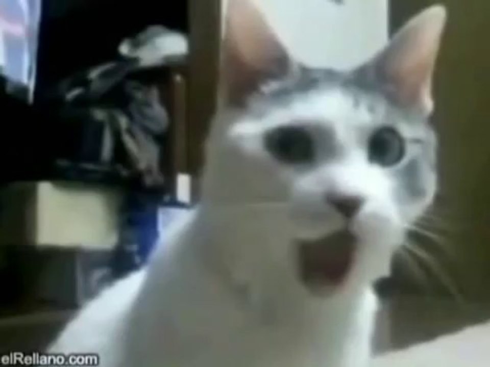 Kediye Tecavüz eden köpek Dailymotion Video