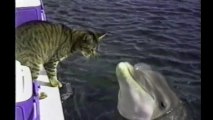 Un Chat et un Dauphin s'adorent et se font des câlins. Enorme!!!