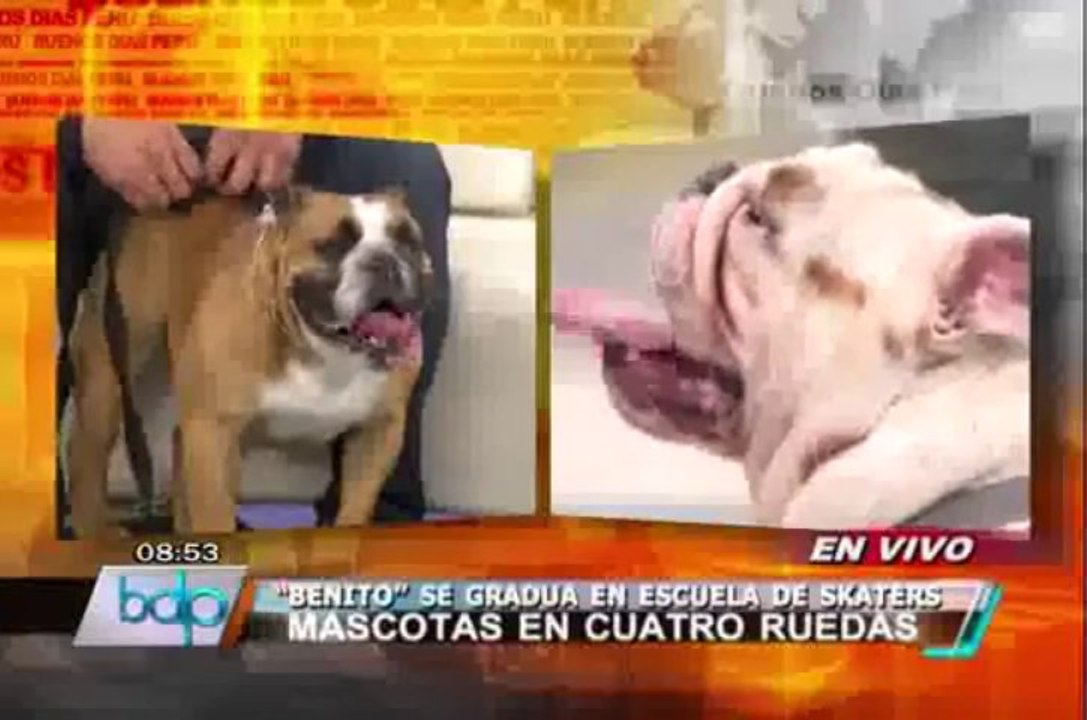 El Biuf anuncia lanzamiento de su aplicación para smartphones y tablets