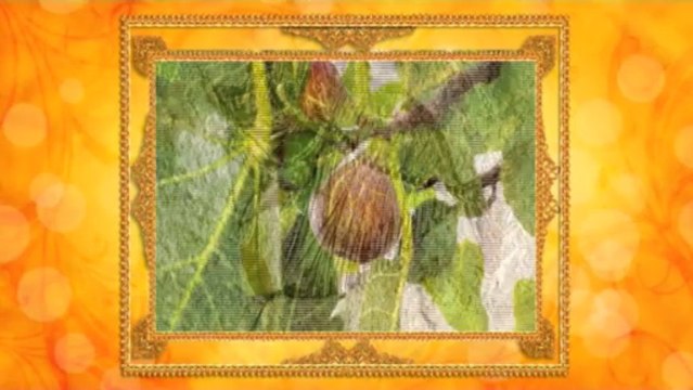 Yaşayan Fosiller Evrimi Yalanlıyor