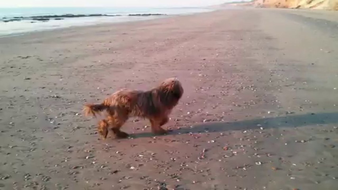 fifi