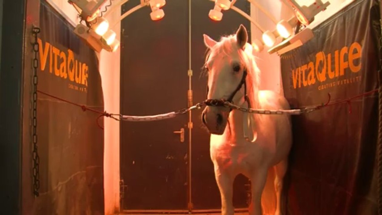 Die Spanische Hofreitschule - Zwischen Tradition und Moderne