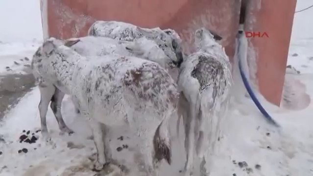 Ânes congelés en Turquie