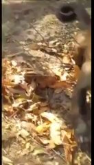 Monkey teaches Human how to Crush Leaves