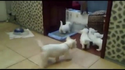 Massive Puppy Attack