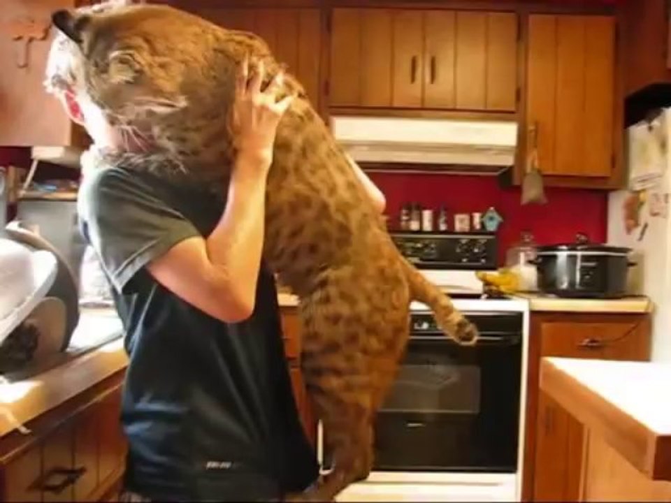 Un lynx roux veut des câlins