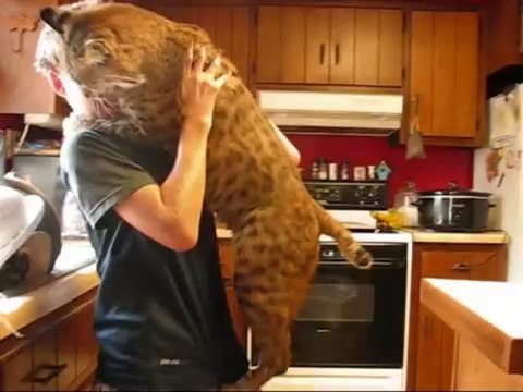 Un lynx roux veut des câlins