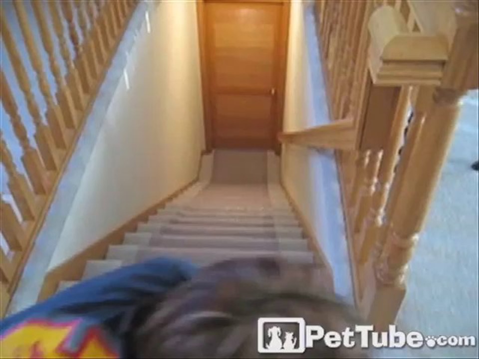 Master of the Stairs