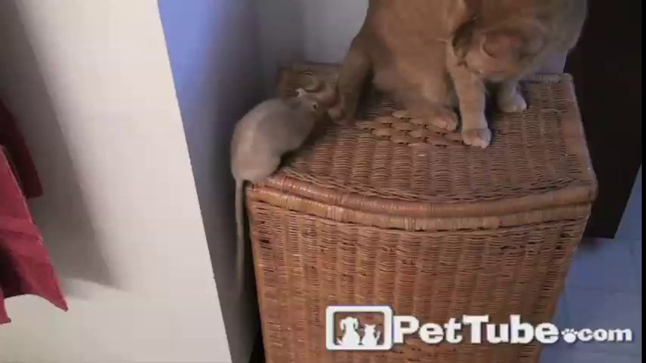 A Rat in Love with the Cat