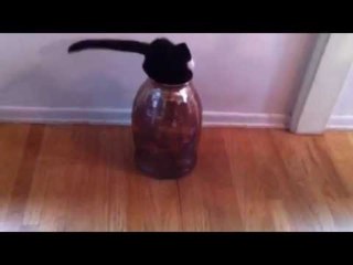 Curious Kitten Has Fun