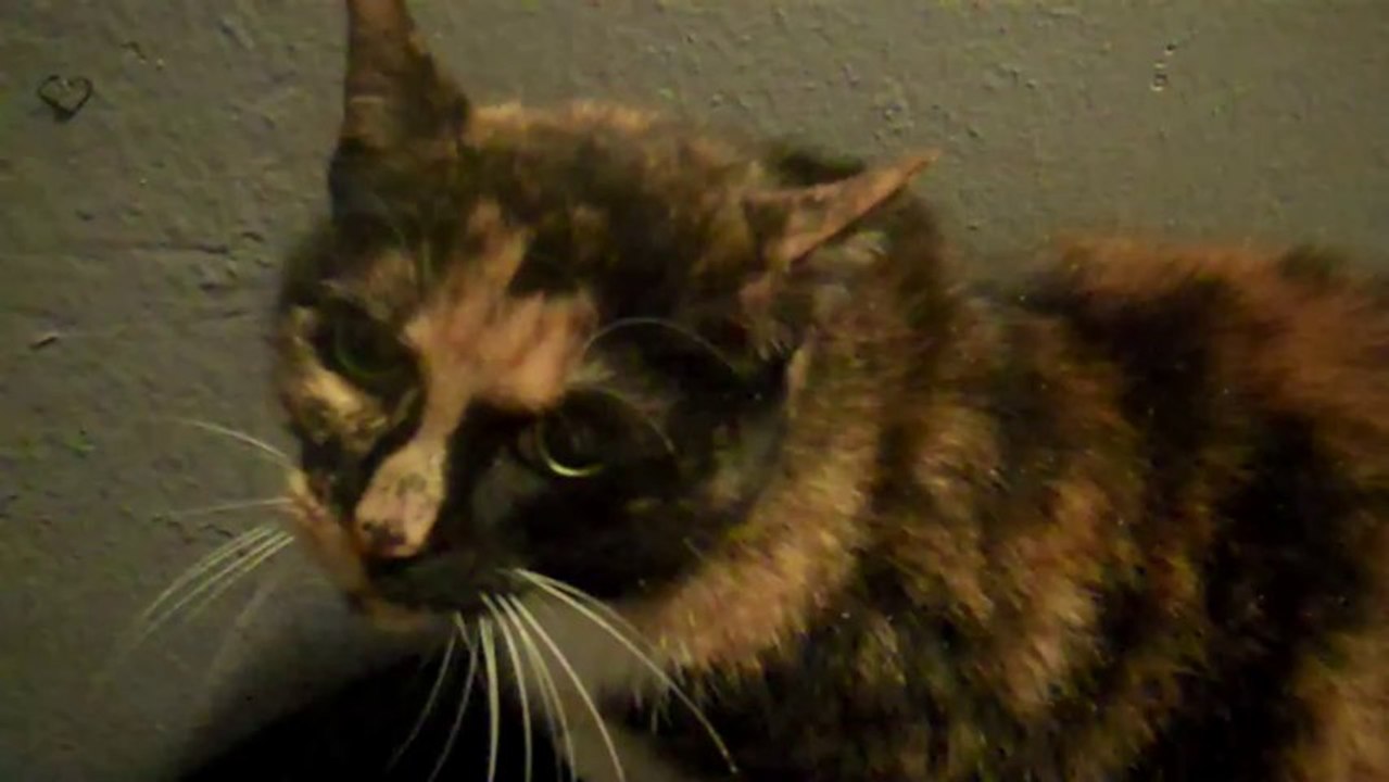 Meowing Cat