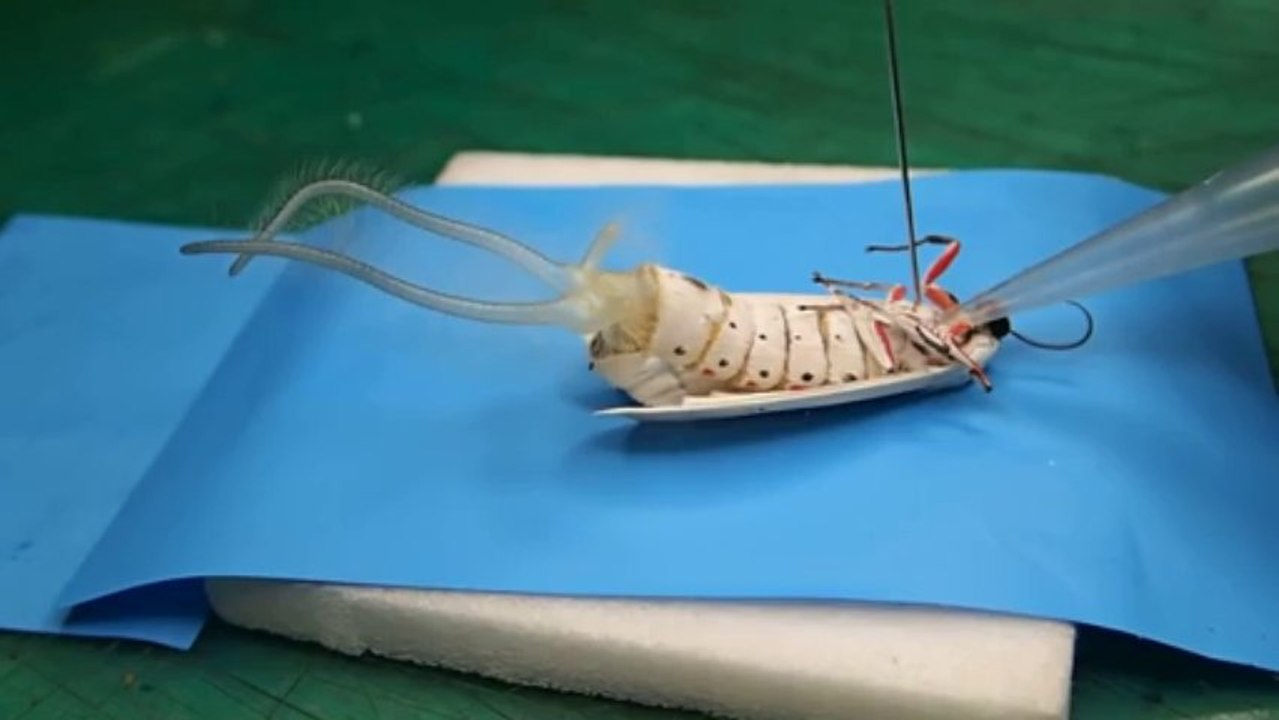 Biological experiment on a butterfly. Impressive!!