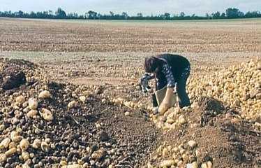 Les patates en cœur d'Agnès Varda - Agnès Varda