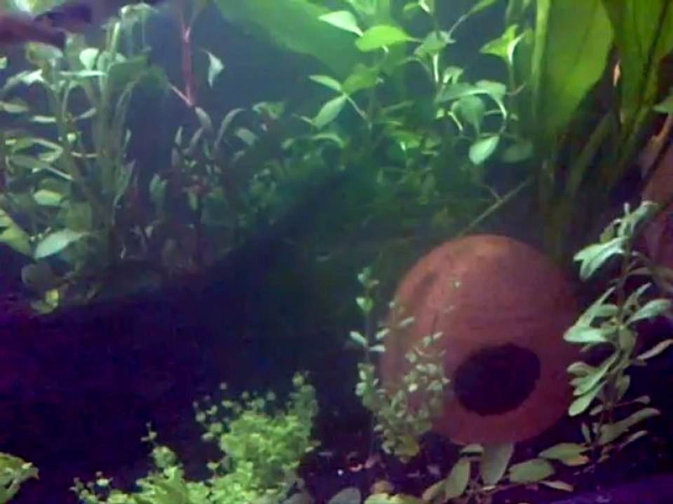 aquarium