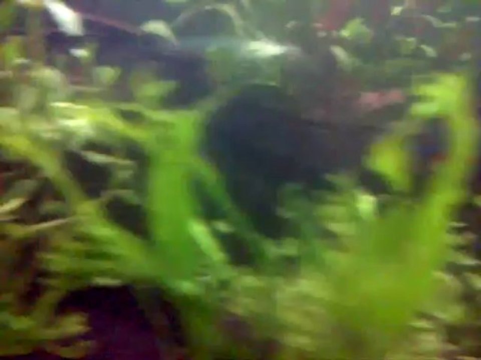 mon premier aquarium