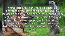 Find Out The Importance Of Animal Hospital Huntington Beach Provides