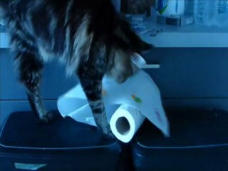 Helfina MAINE COON, ange ou demon ( chat humour)