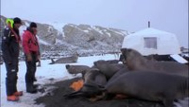 4 tonne elephant seals crush a cameraman's tent