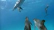 Dolphins _Swimming with Dolphins _chillout _02.flv