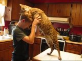 A big bobcat showing his love and huging a young boy