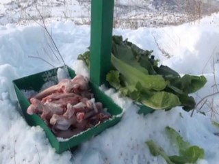 TALAS BELEDİYESİ YABAN HAYATI UNUTMADI