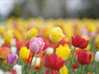 時は過ぎてゆく (もう遅すぎる) IL EST TROP TARD (ジョルジュ・ムスタキ）シャンソン / 訳詞初稿 Sima