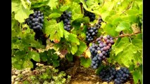 Vente - Propriété viticole Roquebrune-sur-Argens