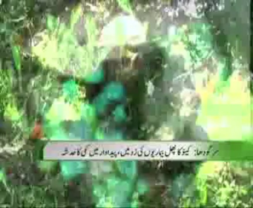 Sargodha orange fruit under diseases, Production reduction