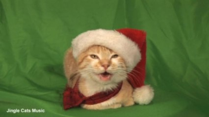 Another purr-fect holiday with Jingle Cats