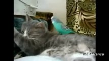 Parrots Annoying Cats Compilation  Facebook