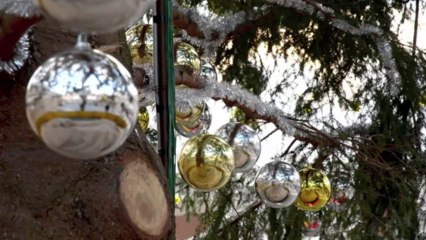 Vaticano inaugura árvore de Natal