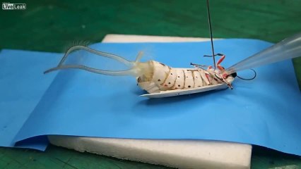 INFLATING A MOTH (HD)