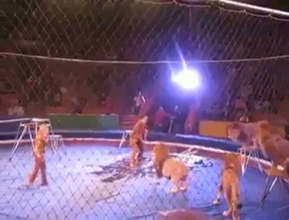 OMG  The Lion Attack A Man In Circus...